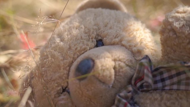 Old teddy bear abandoned on the grass. Old abandoned bear
