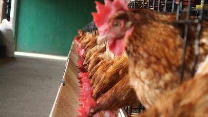 The chickens feed on the farm