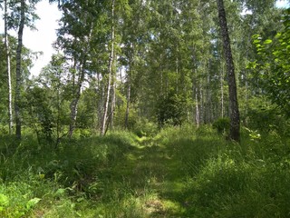 road summer Siberian landscape in the forest with birch trees and green grass