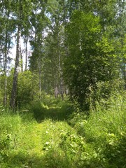 abandoned forest road summer Siberian landscape in the forest with birch trees and green grass