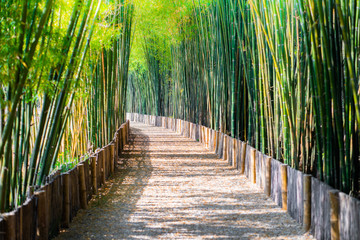 Fototapeta premium Bamboo forest