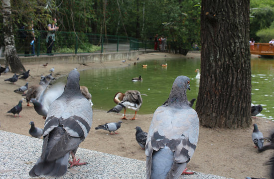 wild birds pigeons sit on the parapet in the Park