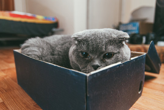 Grey Scottish fold cat sitting in shoe box. Cats are usually very curious andthey like to get into interesting places. Selective focus macro shot with shallow DOF