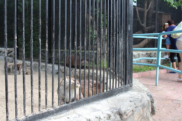 animal otter in the zoo sits in a cage trying to escape through the bars