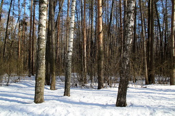 Winter forest in sunny weather on the threshold of spring