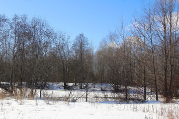 Winter forest in sunny weather on the threshold of spring
