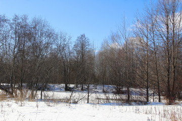 Fototapeta na wymiar Winter forest in sunny weather on the threshold of spring