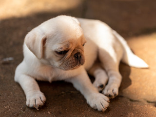 Cute pug puppy lying on the cement floor