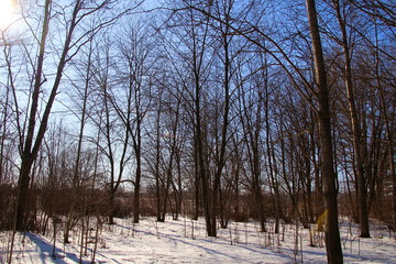 Winter forest in sunny weather on the threshold of spring