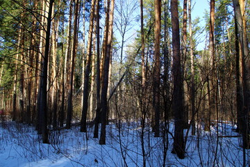 Winter forest in sunny weather on the threshold of spring