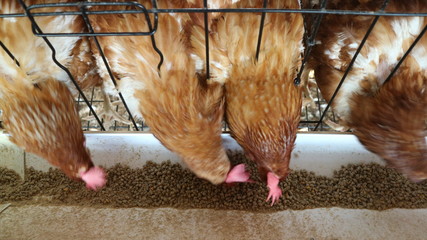 The chickens feed on the farm