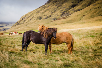Fototapeta na wymiar Icelandic ponies (horses) in the countryside in Iceland