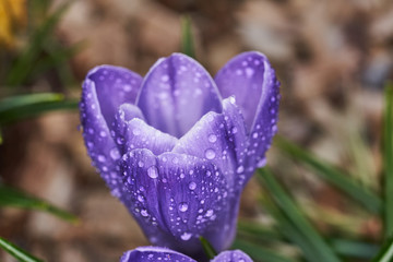Water droplets on a blue crocus flower in spring.
