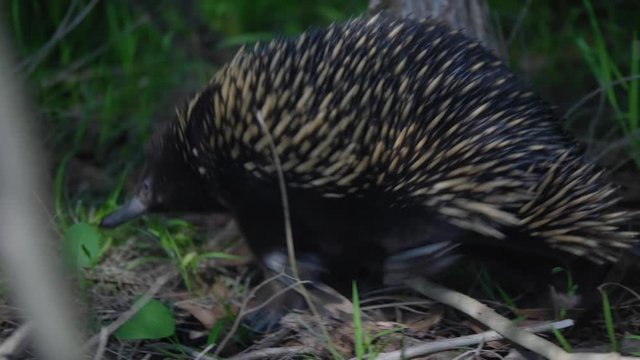 A spiked Australian echidna walking with a waddle through the scrub and bush.