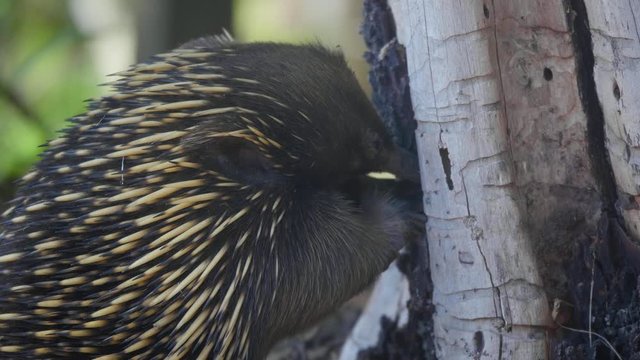 A close up shot of an Australian Echidna  scratching the bark of a tree to try and forage for ants.