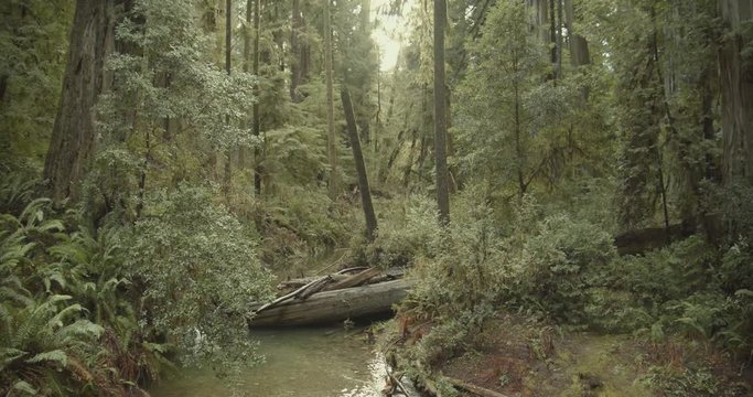 A serine creek scene in the redwood forest.