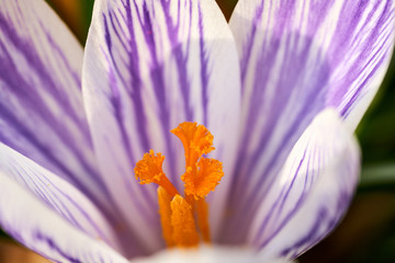 A white crocus flower, with purple stripes and yellow stamen blooming on a sunny spring day.