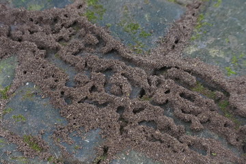 ant colony on the paving floor
