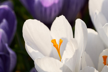 Obraz premium White crocus flower with orange stamen on a sunny day in spring with purple crocus petals in the background.