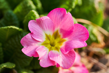A lovely pink primrose flower on a sunny day in spring.