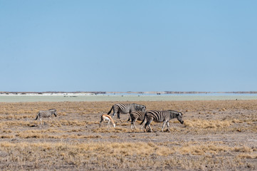 Fototapeta na wymiar A group of Burchell's Plains zebra -Equus quagga burchelli- standing close to each other on the plains of Etosha National Park, Namibia.