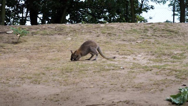 Wallaroo walking in the zoo.