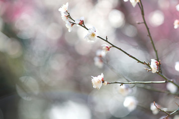 梅の花