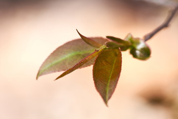 A young, reddish crab-apple leaf in early spring.