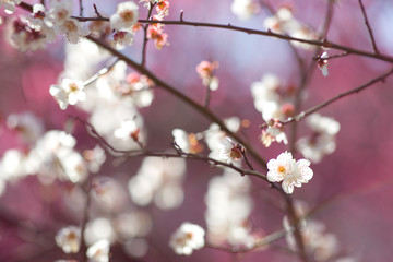 梅の花