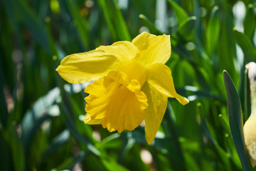 A blooming yellow daffodil bathed in sunlight on a beautiful spring day.