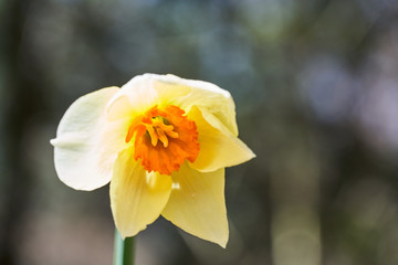 A blooming orange, white, and yellow daffodil blooming in the sunlight of summer.