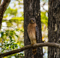 Hawk ready to hunt 