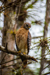 Hawk ready to hunt