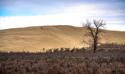 Single tree landscape great sandhills with sand dune background