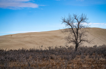 Single tree in Great Sandhills Saskatchewan 