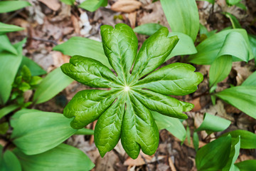 An overhead view of a lush, green mayapple plant on the forest floor in North America.
