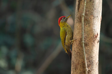 Beautiful  male  woodpecker on the tree. Bamboo woodpecker with red headed feather perching vertically  on tree trunk in tropical forest.