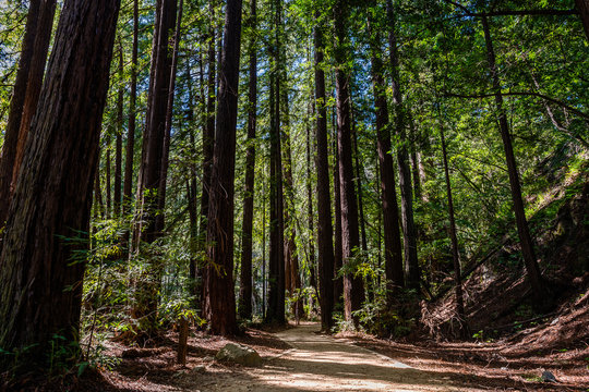 Julia Pfeiffer Burns State Park