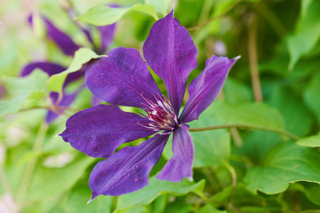 A beautiful purple clematis flower bloom in summer. The large petals are soft and velvety. The lush green vegetation of the vine is in the background.
