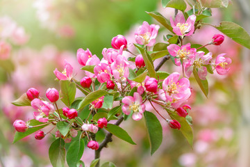 Fresh white and pink flowers of a blossoming apple tree in sunset light