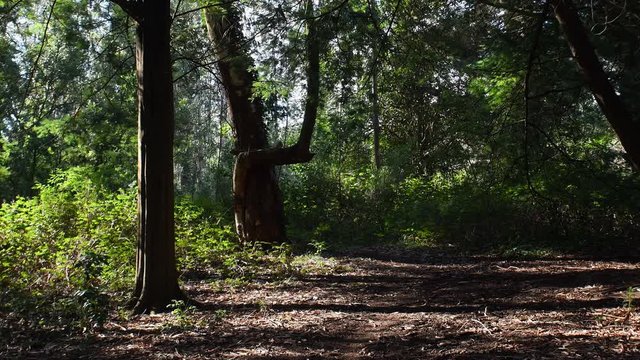The Beautiful Tandil Forest Surrounded With Trees And Variety Of Plants During Daytime - Wide Shot
