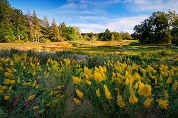 Obraz premium Summer goldenrod blooming on the shore of a secluded lake at sunset.