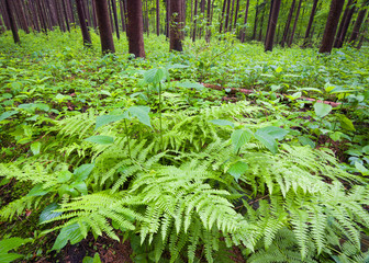 Spring ferns adorn the forest floor in a plot of spruce trees.
