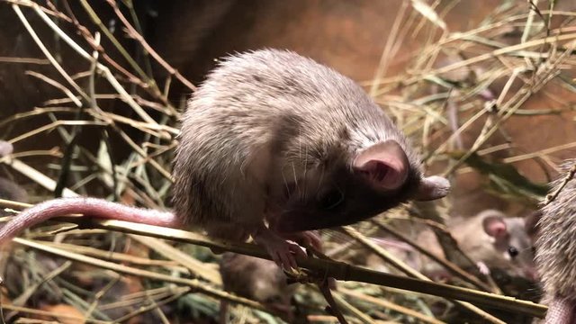 Mouse in the grass behind the glass.