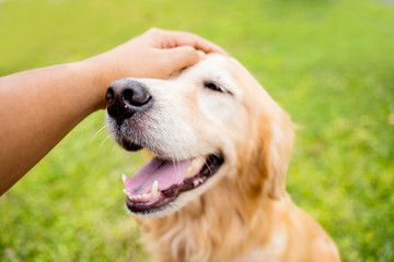 Golden Retriever dog smiles enjoying being caressed by her owner