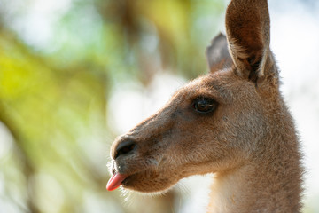 Eastern Grey Kangaroo also known as Macropus giganteus.