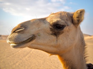 Fototapeta premium ラクダのアップーface of camel