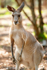 Eastern Grey Kangaroo also known as Macropus giganteus.