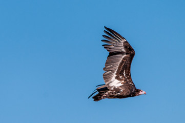 A White-headed vulture -Trigonoceps occipitalis- circling over Etosha National Park, Namibia.