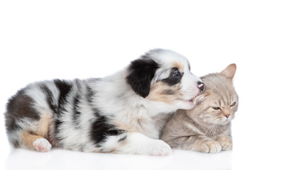 Playful Australian shepherd puppy  gnaws cat`s ear. isolated on white background